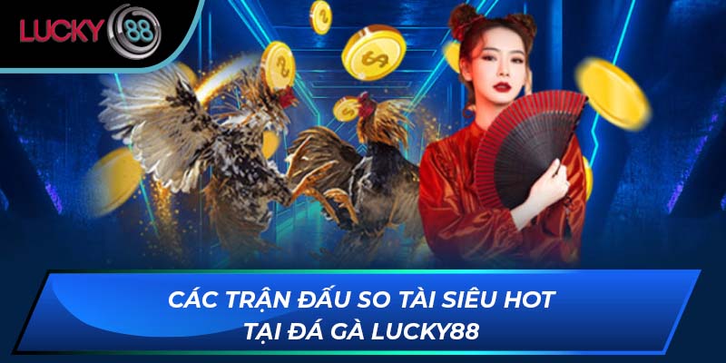 Các trận đấu so tài siêu hot tại đá gà Lucky88 Các trận đấu so tài siêu hot tại đá gà Lucky88