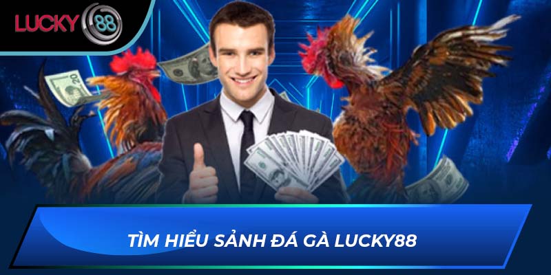 Tìm hiểu sảnh đá gà Lucky88 Tìm hiểu sảnh đá gà Lucky88